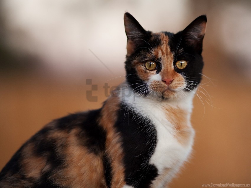 cat home spotted view wallpaper PNG graphics with alpha channel pack