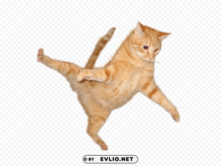 cat jump HD transparent PNG png images background - Image ID c2cfbcbf