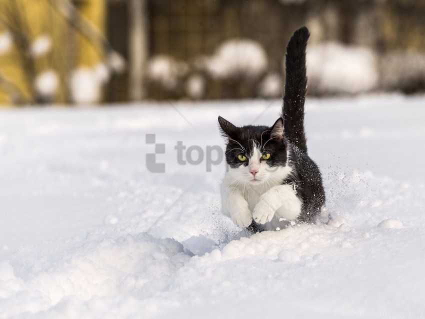 cat jump snow winter wallpaper Transparent PNG image