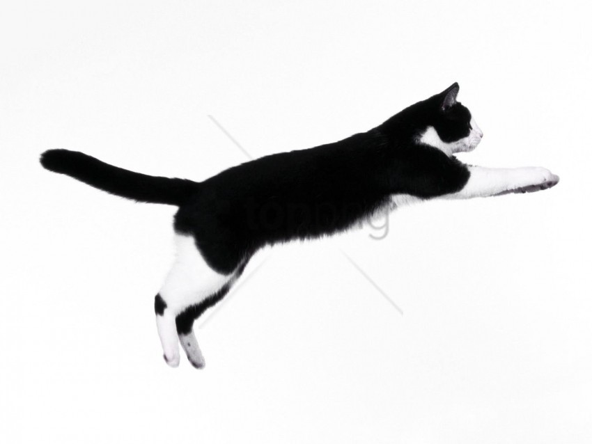 cat jump spotted wallpaper PNG transparent graphic
