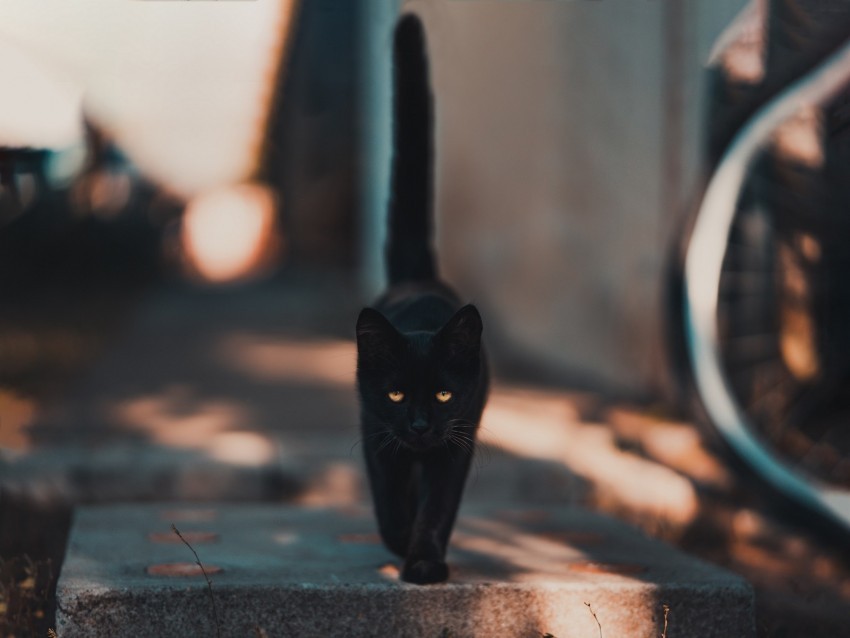 cat kitten black walk PNG files with transparency 4k wallpaper