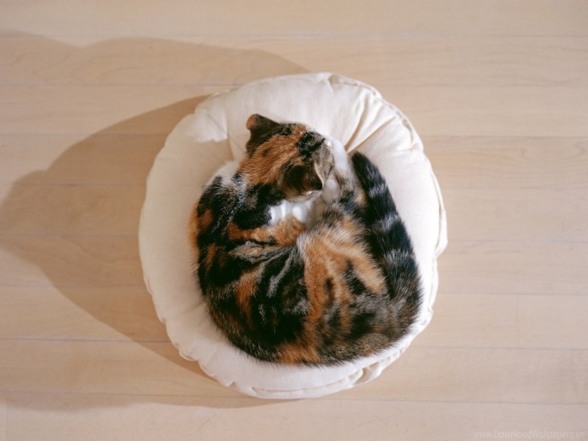 cat kitten lying pillow sleep wallpaper PNG images for editing