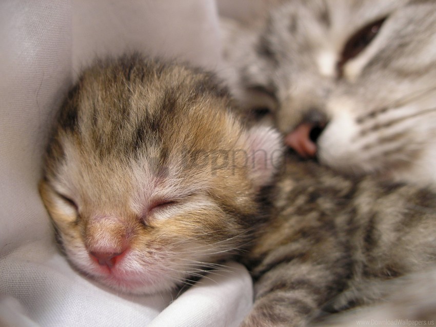 cat kitten sleep wallpaper PNG photos with clear backgrounds