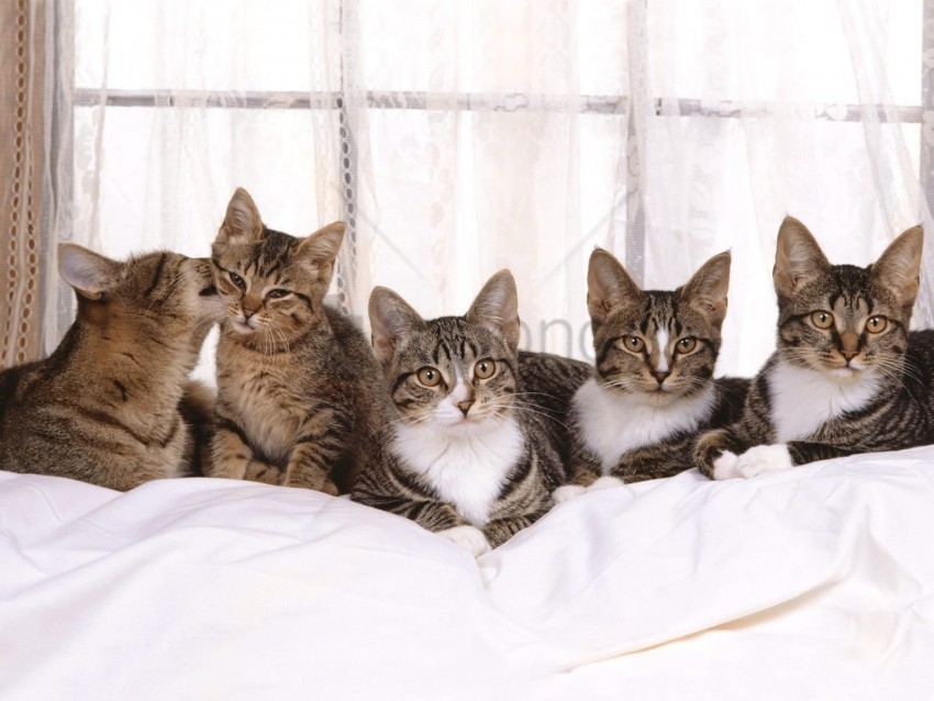 cat kittens many sitting wallpaper PNG images without BG