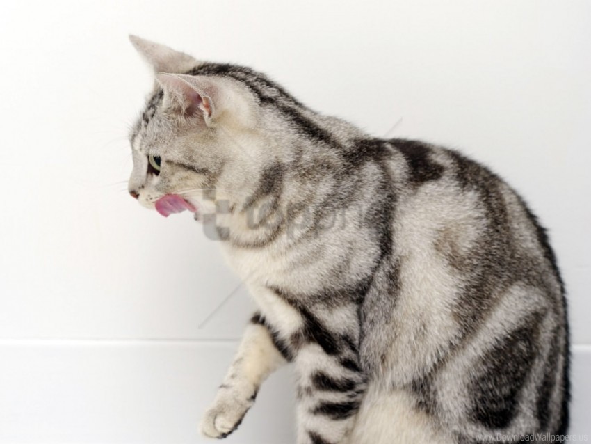 cat licking lips striped wallpaper PNG for presentations