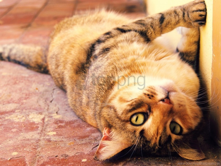 Cat Lie Muzzle Playful Wallpaper Isolated Subject With Transparent PNG