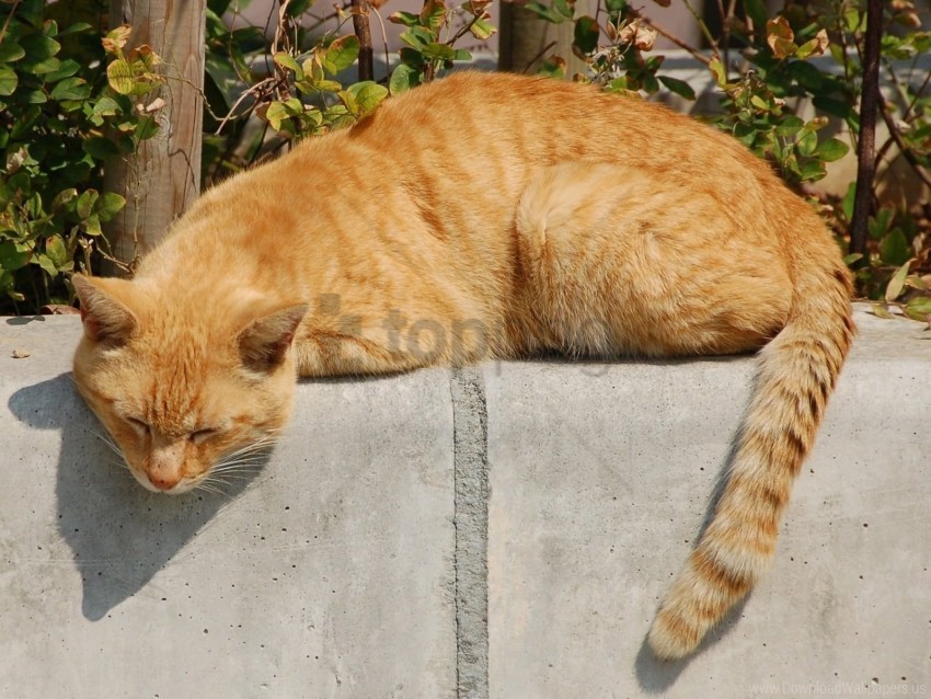 Cat Lie Red Wallpaper PNG Image With Transparent Background Isolation