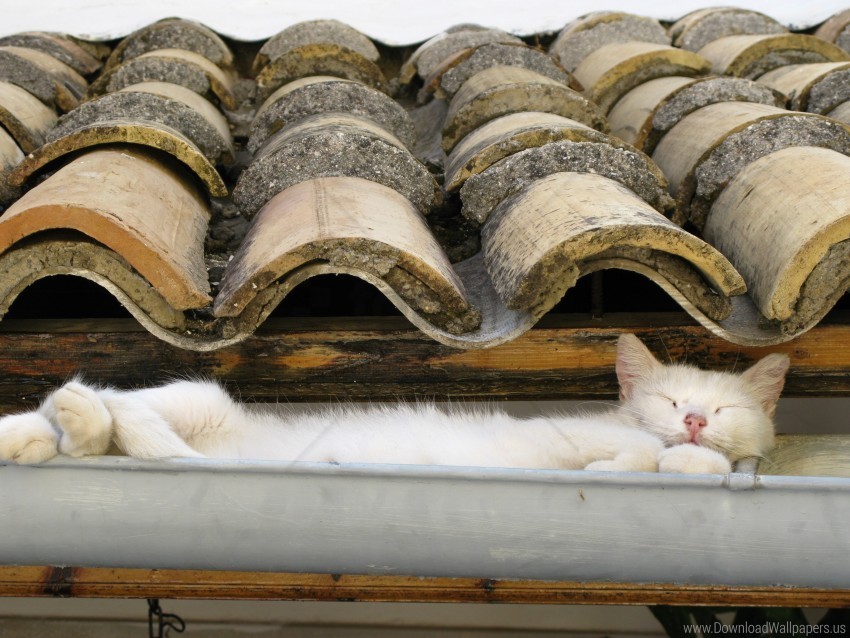 cat lie roof sleep wallpaper PNG images with no royalties