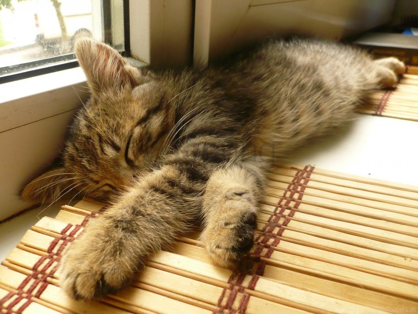 cat lie sill wallpaper HighQuality Transparent PNG Object Isolation
