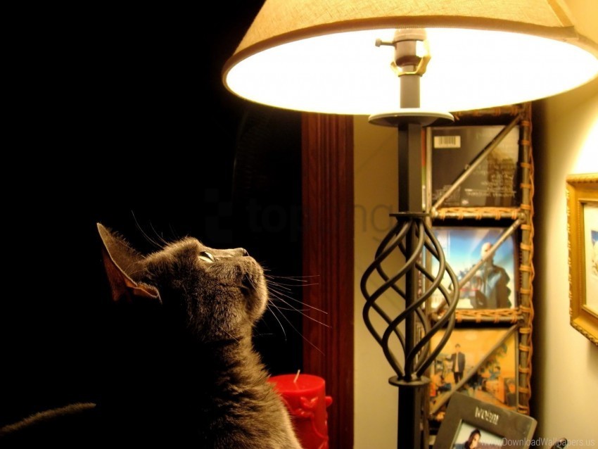 Cat Light Look Watch Wallpaper PNG Images For Websites