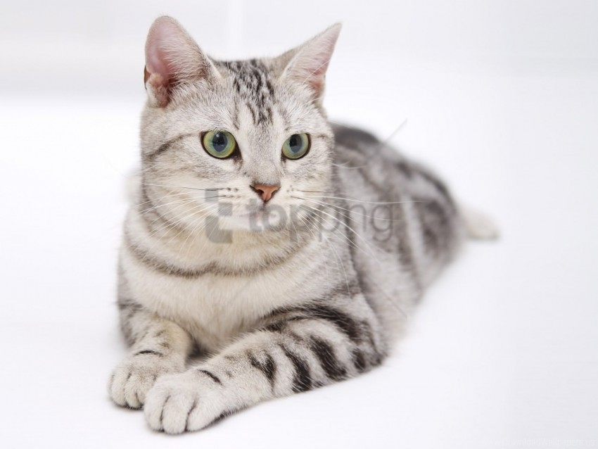 cat look lying striped wallpaper PNG graphics with transparency