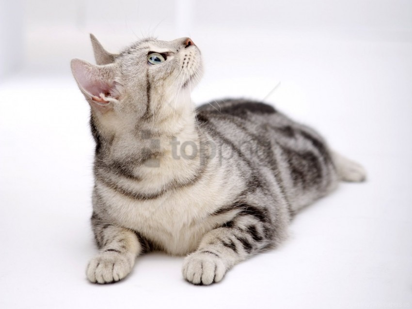 cat look lying wallpaper PNG Image with Clear Background Isolated