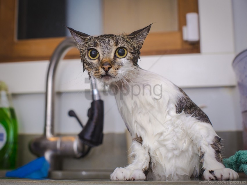 cat look wet wallpaper PNG with clear overlay