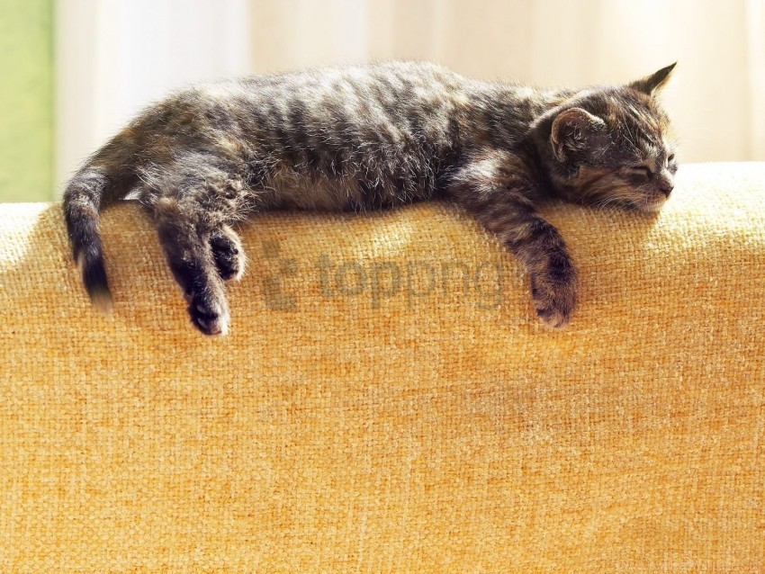 cat lying sleeping tabby wallpaper Isolated Subject on HighResolution Transparent PNG