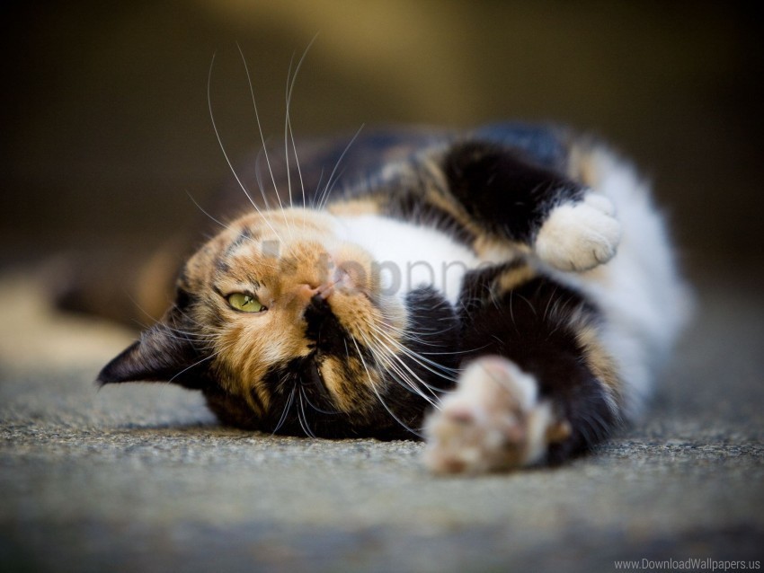 cat lying spotted wallpaper PNG Graphic with Clear Background Isolation
