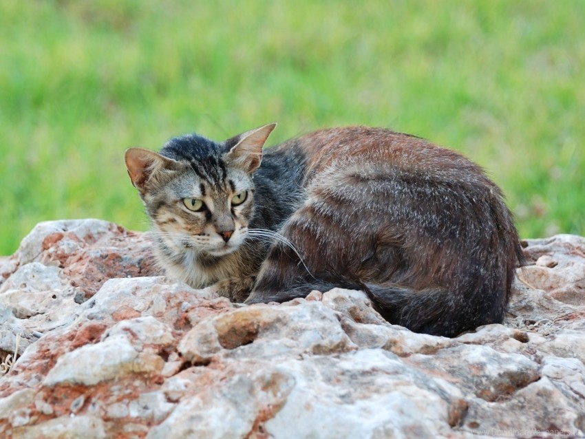 Cat Lying Stones Wallpaper PNG Images Free Download Transparent Background