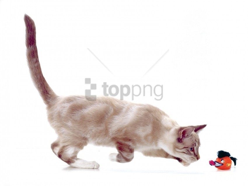 cat mouse playful toy wallpaper PNG Graphic with Transparency Isolation