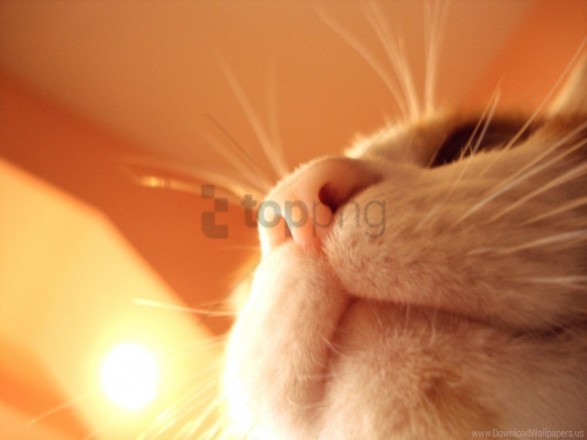 cat mustache muzzle nose wallpaper PNG images with transparent elements