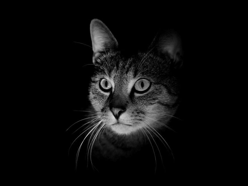 cat muzzle bw dark Transparent design PNG 4k wallpaper