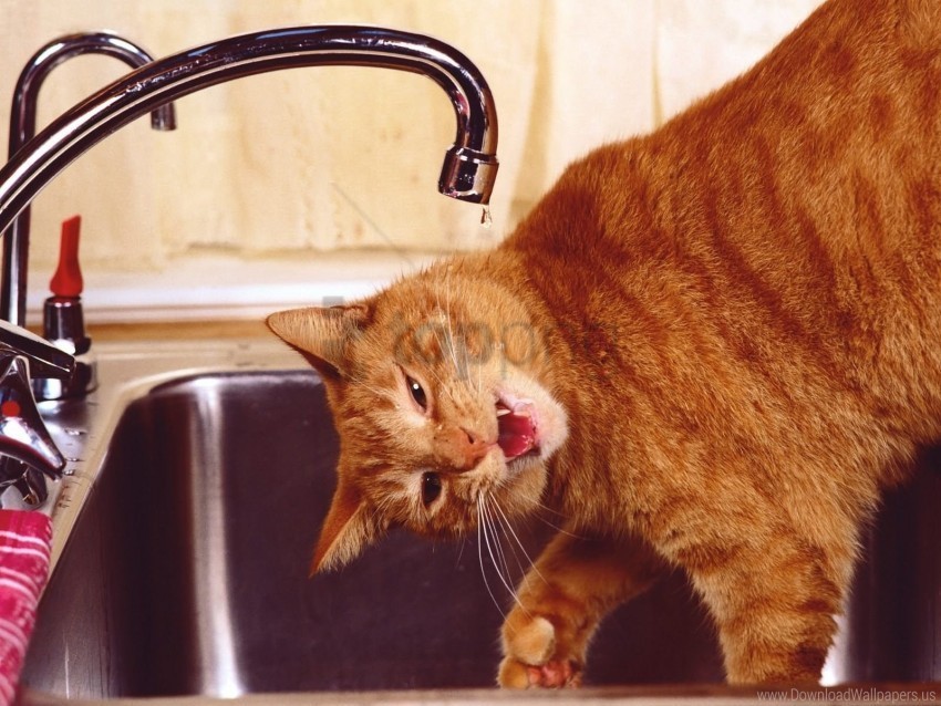 cat muzzle sink water wallpaper PNG for use