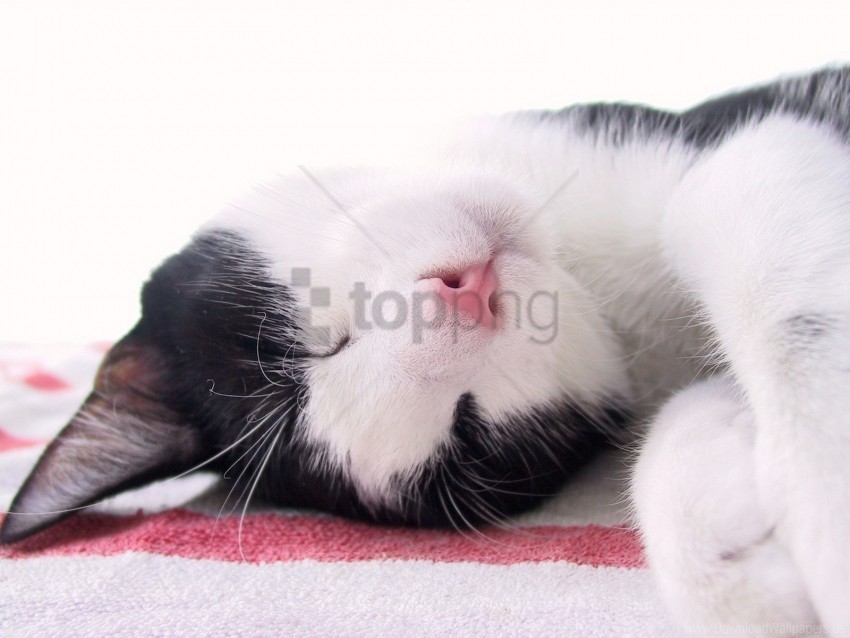 cat muzzle sleep spotted wallpaper PNG images with transparent layering