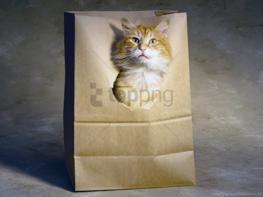 cat package paper playful wallpaper PNG Image Isolated with Transparent Detail