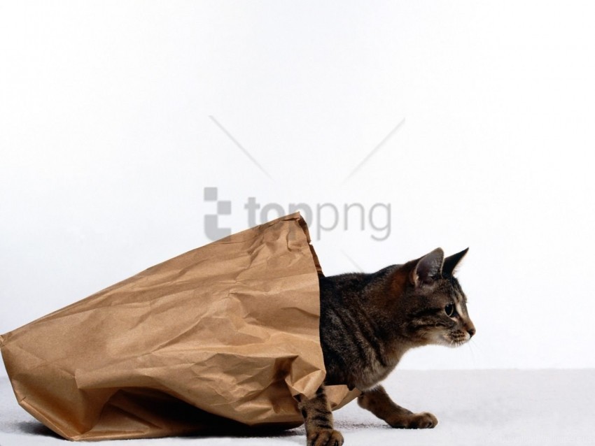 Cat Package Paper Playful Wallpaper PNG Transparent Stock Images