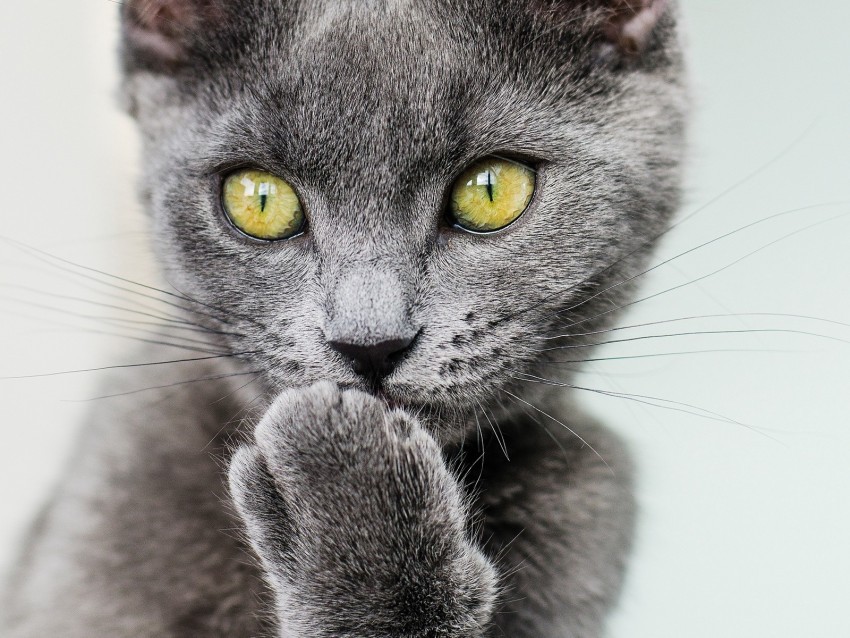 cat paw gray glance pet funny Isolated Design in Transparent Background PNG