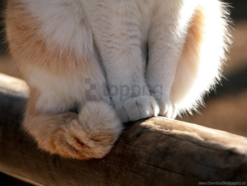 Cat Paws White Wallpaper Transparent PNG Image Isolation