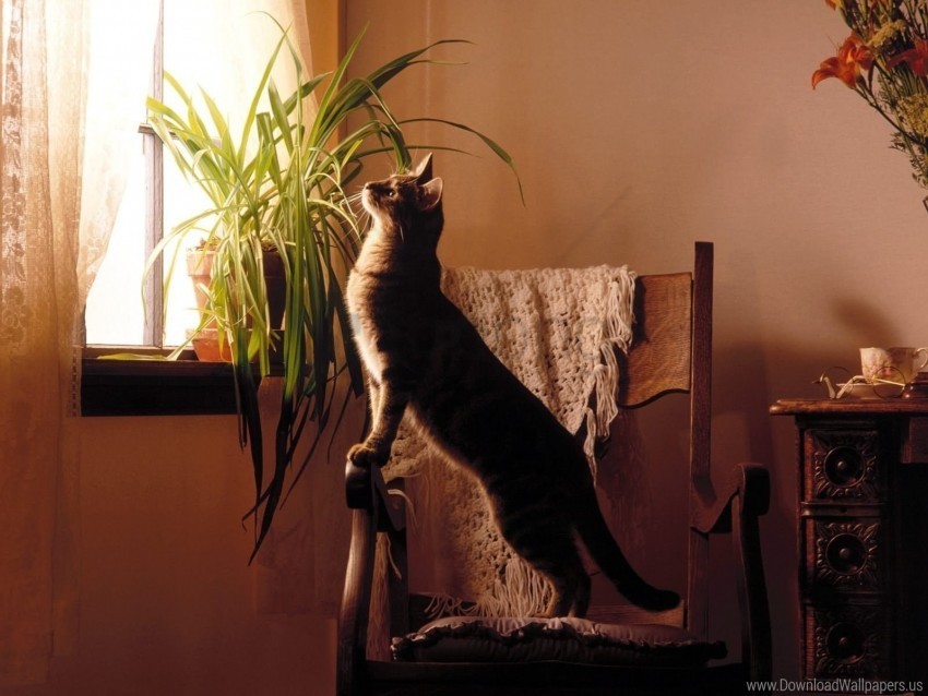 cat plant windowsill wallpaper Isolated Subject on HighQuality Transparent PNG