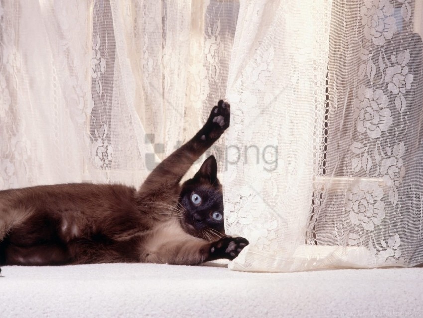 cat playful shower curtain wallpaper PNG format