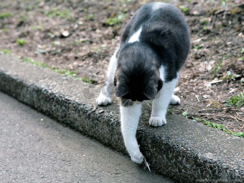 cat playful street walk wallpaper PNG files with no background bundle