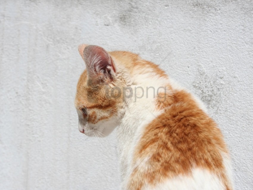 Cat Pro Sitting Snout Wallpaper PNG Clip Art Transparent Background