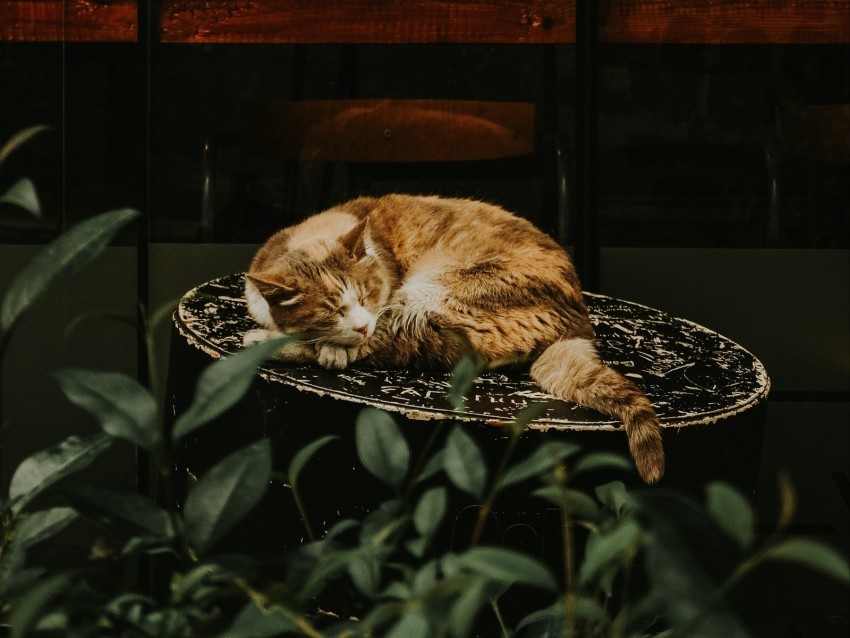 cat red sleeping chair showcase flower Free PNG images with transparent layers 4k wallpaper