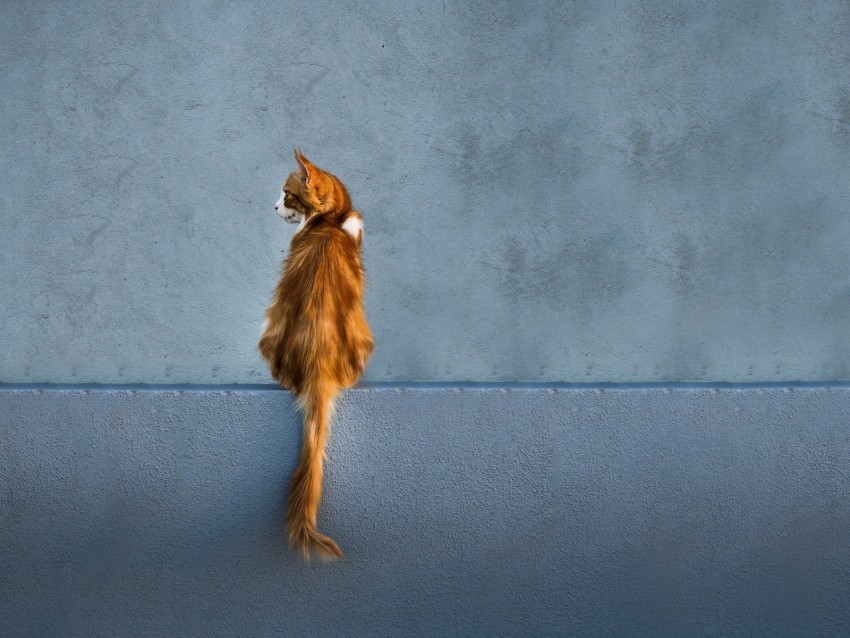 cat red wall sitting looks back tail PNG transparent artwork 4k wallpaper