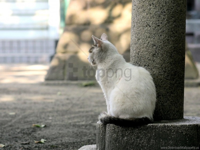 cat sadness sit street wallpaper PNG files with no royalties