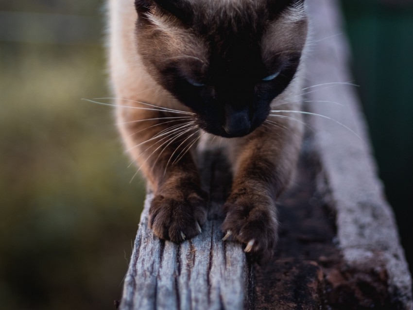 cat siamese claws wood pet PNG images with clear alpha channel 4k wallpaper