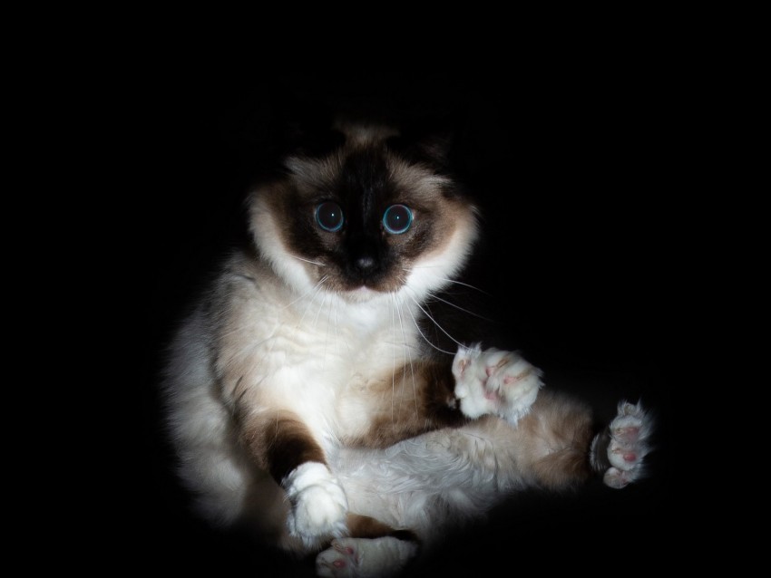 cat siamese glance funny pet PNG picture