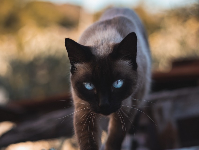 cat siamese glance pet animal Isolated Artwork in HighResolution Transparent PNG