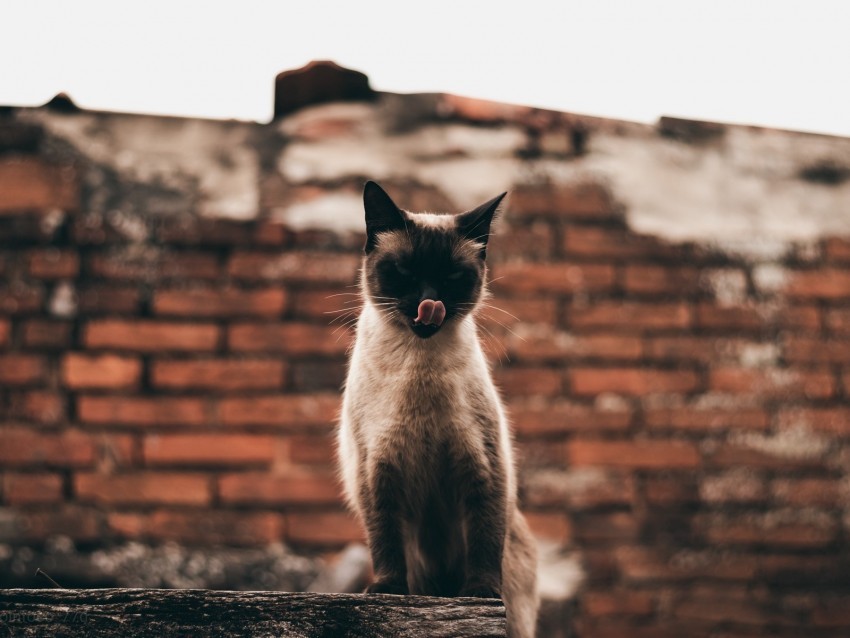 cat siamese protruding tongue funny pet PNG for mobile apps