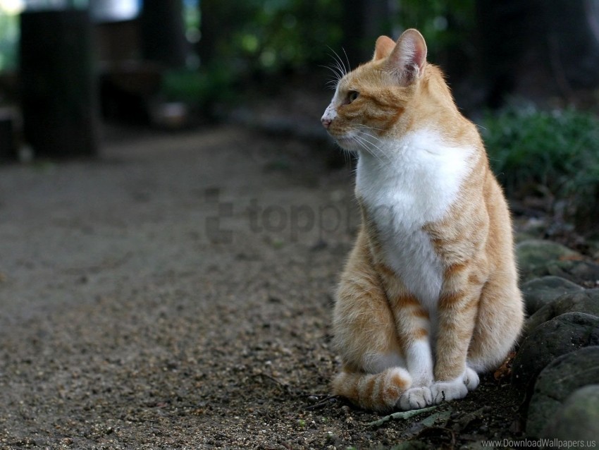 cat sit spotted walk wallpaper PNG Image with Isolated Artwork