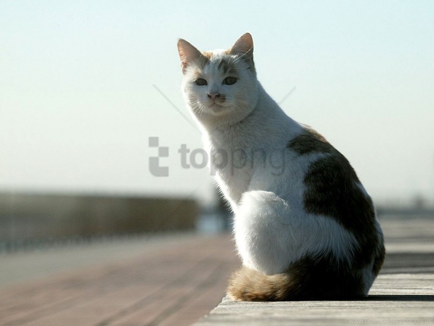 Cat Sit Spotted Wallpaper PNG Transparent Photos Mega Collection