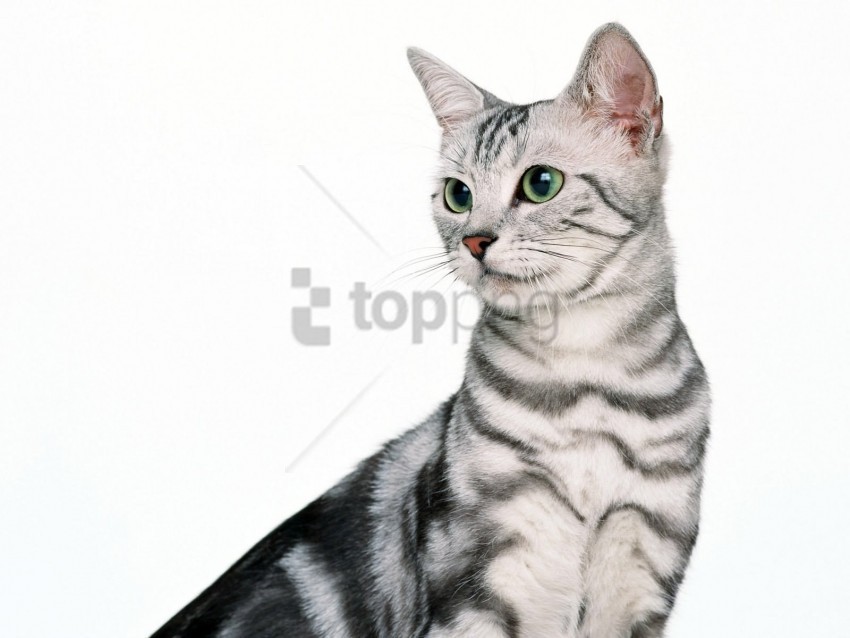 cat sitting snout tabby wallpaper PNG files with transparent canvas extensive assortment