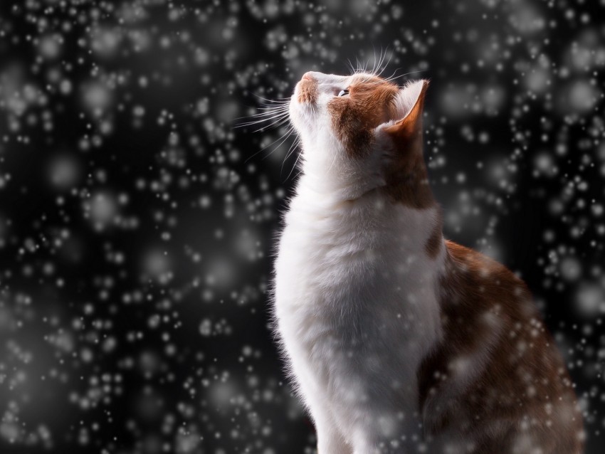 cat snow glare bokeh snowfall photoshop Clear Background PNG Isolated Graphic 4k wallpaper