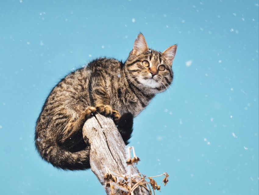 cat snowfall snow pillar PNG images with no background comprehensive set 4k wallpaper