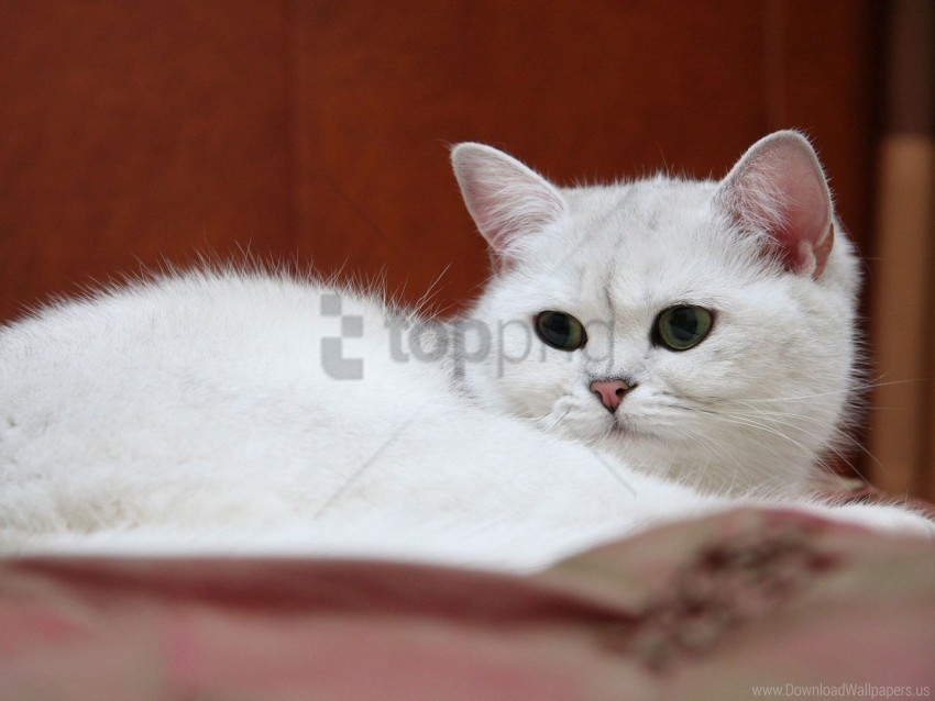 cat tired watch white wallpaper Isolated PNG Item in HighResolution