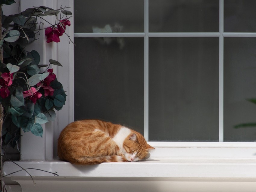 cat window sill sleep flowers rest Transparent PNG images extensive variety