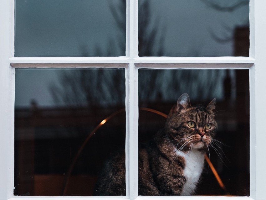 cat window waiting observe PNG files with no royalties 4k wallpaper