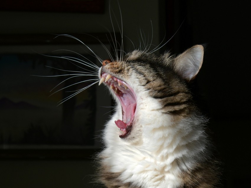 cat yawn fluffy fangs mustache Isolated Illustration in Transparent PNG 4k wallpaper