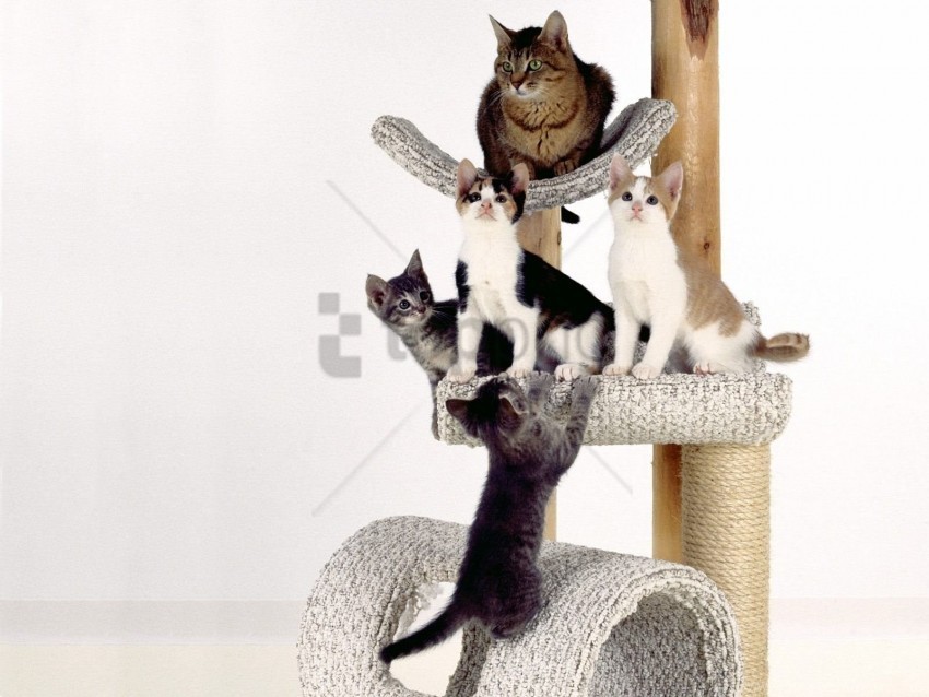 cats climbing kittens scratching post wallpaper Transparent PNG graphics variety